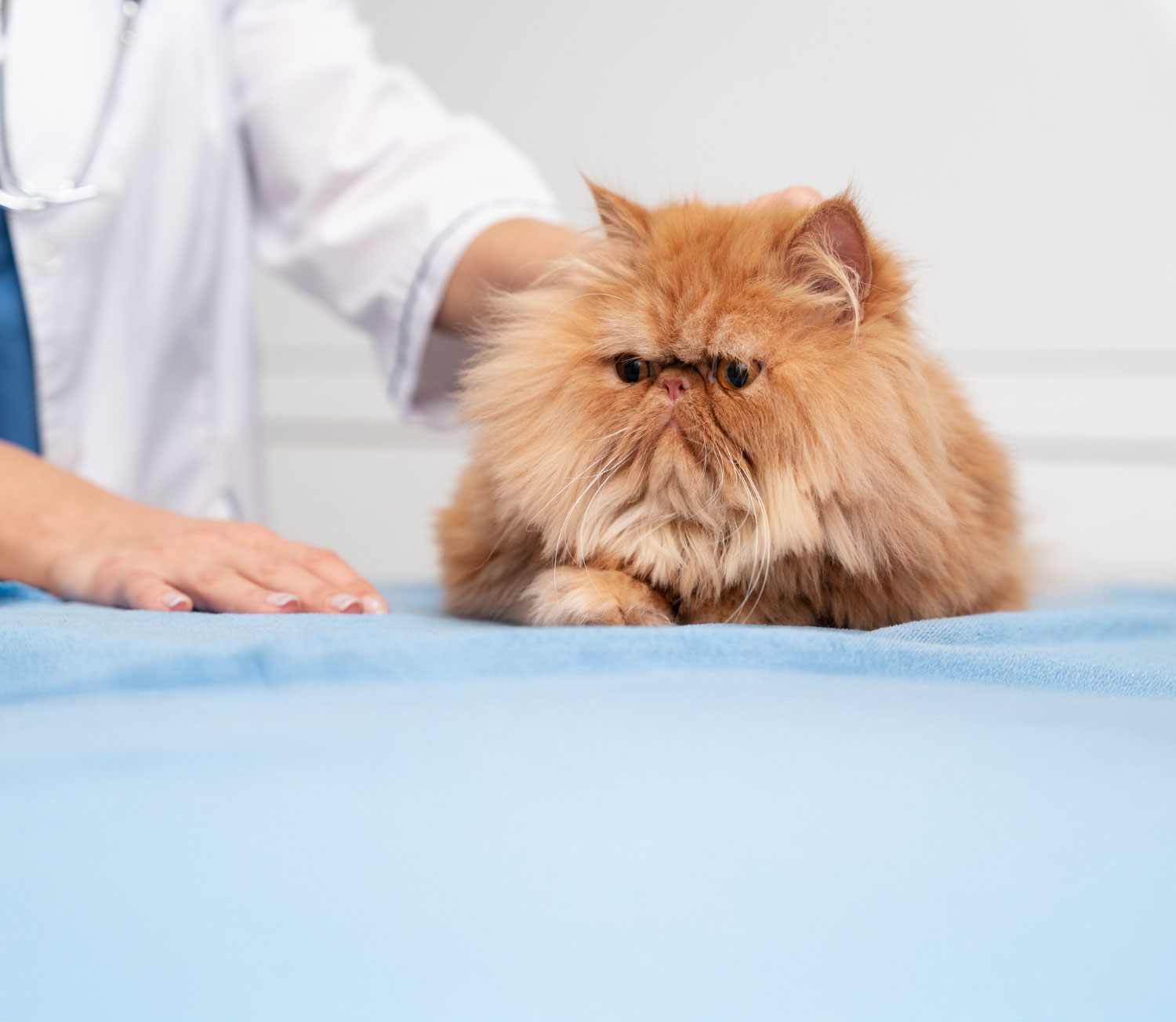 Un professionista esamina con delicatezza un gatto persiano prima del trattamento di toelettatura