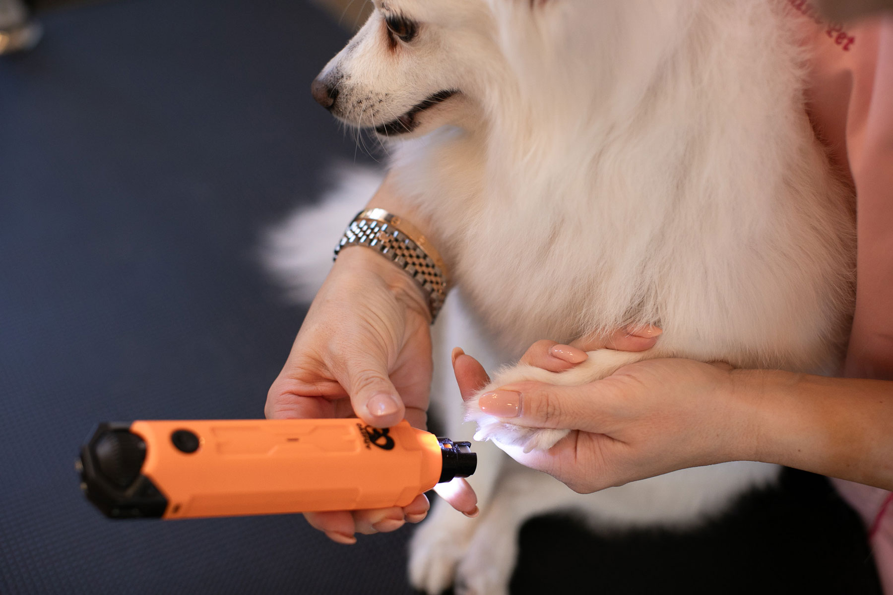 Toelettatrice accorcia con attenzione le unghie di un cane con strumento professionale